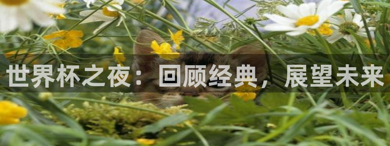 2026世界杯32强对阵图表：世界杯之夜：回顾经典，展望未来
